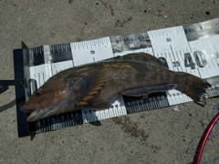 アイナメの釣果