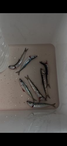 サバの釣果