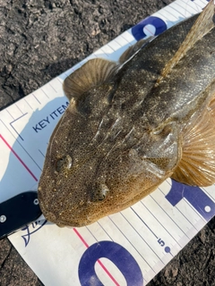 マゴチの釣果