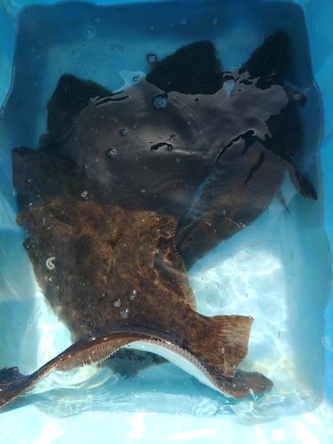 ヒラメの釣果