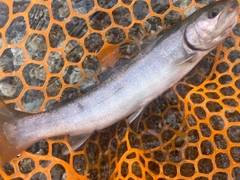 イワナの釣果