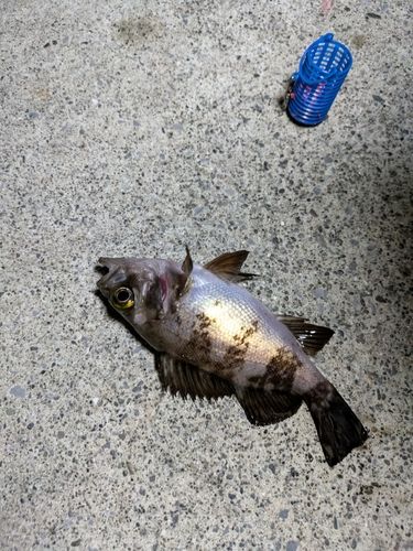 シロメバルの釣果