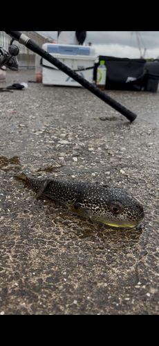 ショウサイフグの釣果