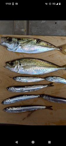 アジの釣果