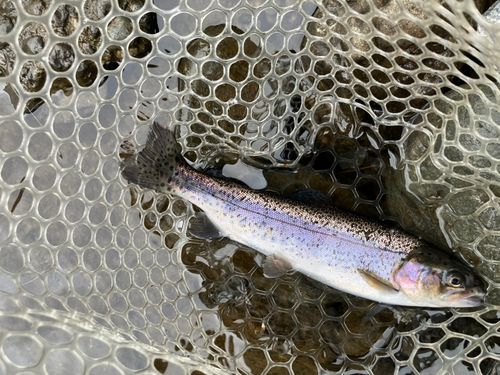 ニジマスの釣果