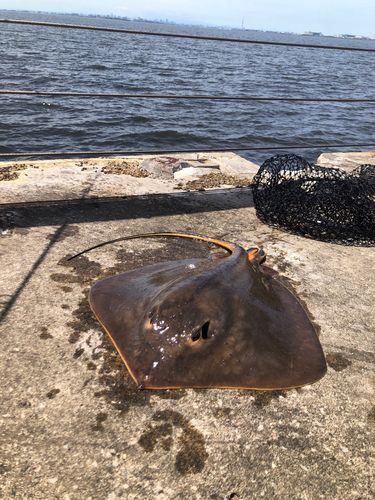 アカエイの釣果