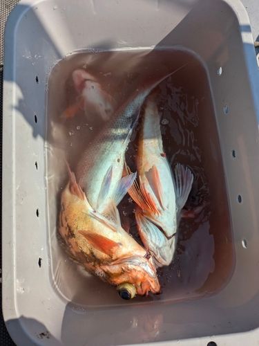 マダイの釣果