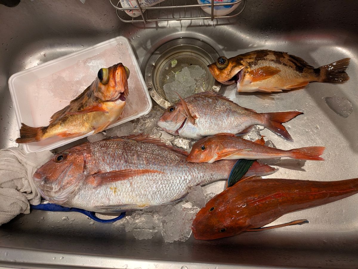 アングラー13993089さんの釣果 2枚目の画像