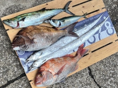 タチウオの釣果