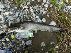 ナマズの釣果