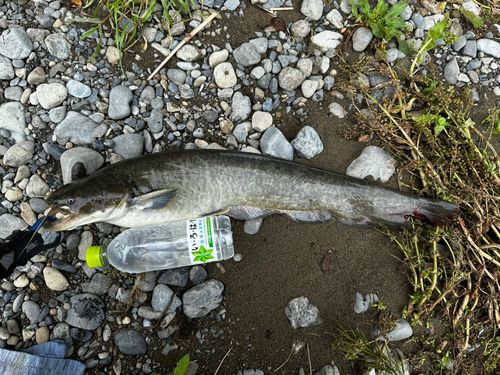 ナマズの釣果