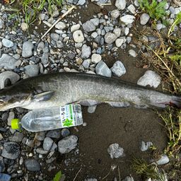 ナマズ