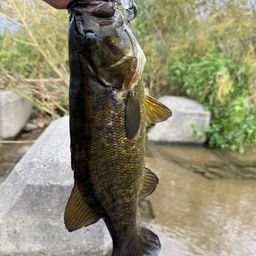 スモールマウスバス