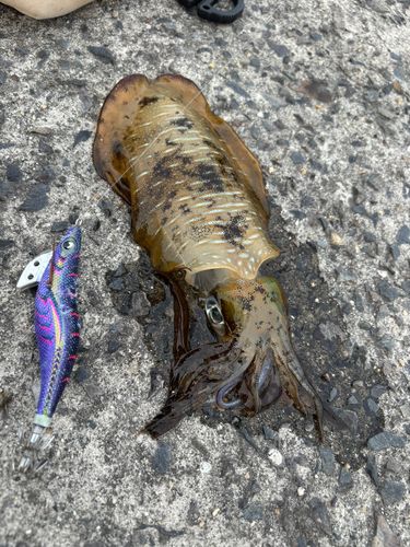 アオリイカの釣果