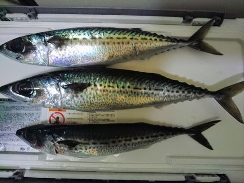 ゴマサバの釣果