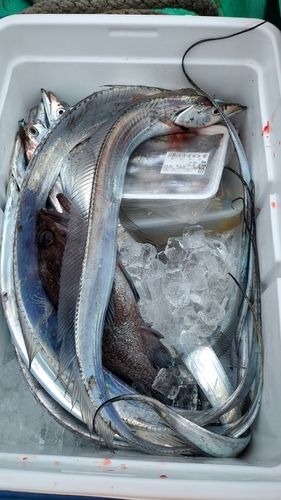 タチウオの釣果