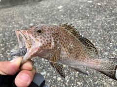 オオモンハタの釣果