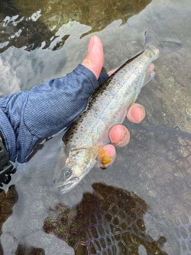 アマゴの釣果