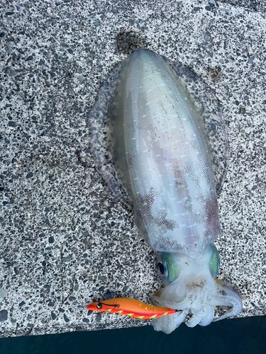 アオリイカの釣果