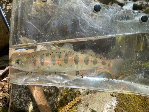 ヤマメの釣果