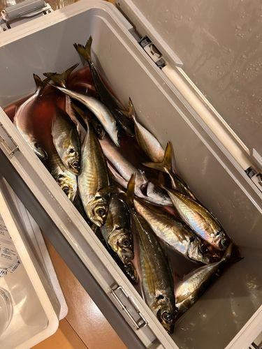 マアジの釣果