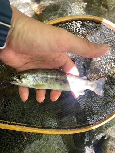 ヤマメの釣果