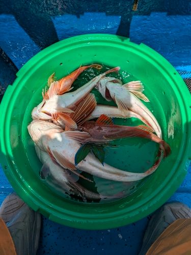 マダイの釣果