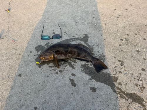 アブラコの釣果