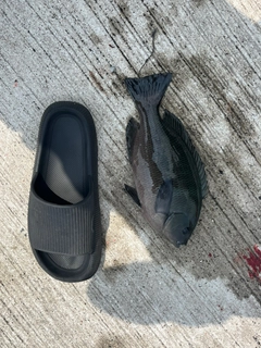 メジナの釣果