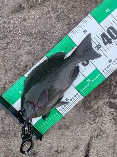 メジナの釣果