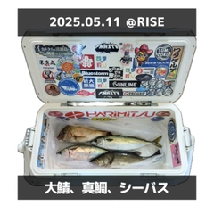 サバの釣果