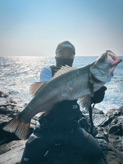 ヒラスズキの釣果