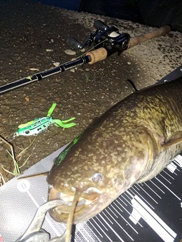 ナマズの釣果