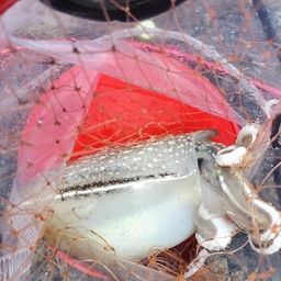 シリヤケイカ
