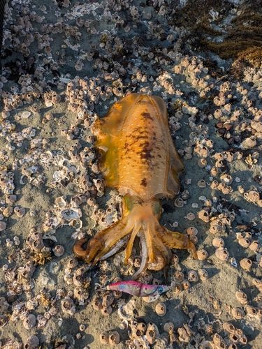 アオリイカの釣果