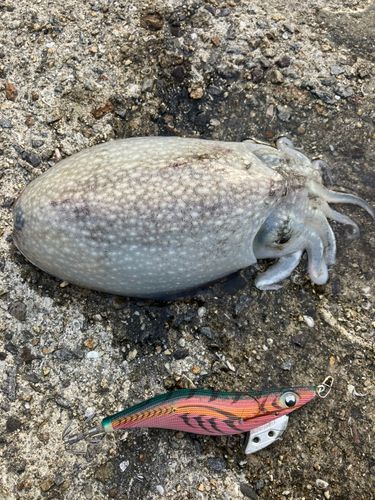 シリヤケイカの釣果