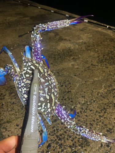 タイワンガザミの釣果