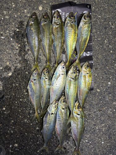 アジの釣果