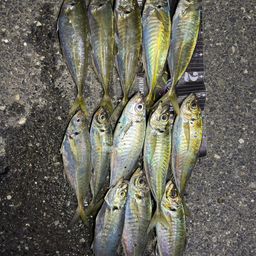 アジ