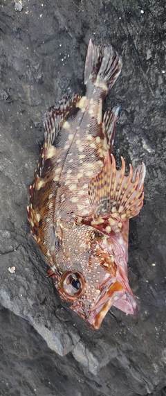 カサゴの釣果