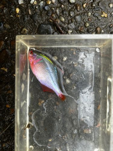 タイリクバラタナゴの釣果