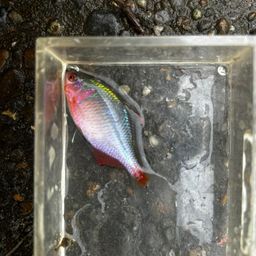 タイリクバラタナゴ