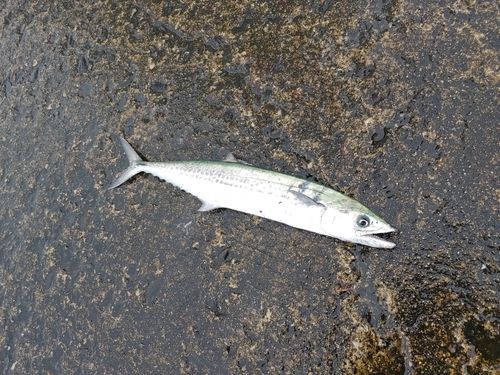 サゴシの釣果