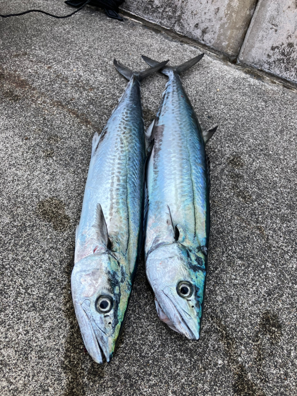 Amazon | AbuGarcia (アブガルシア) ソルティースタイル ライト