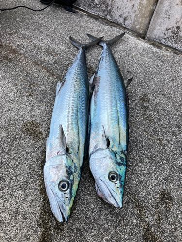 サゴシの釣果