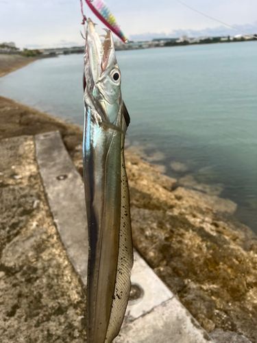 タチウオの釣果