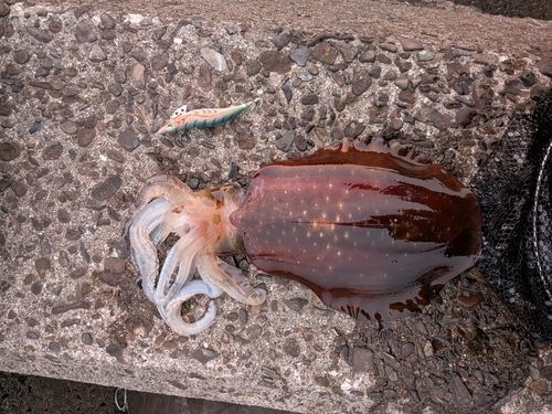 アオリイカの釣果