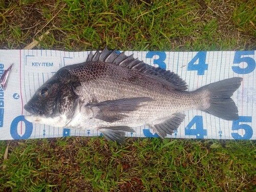 クロダイの釣果