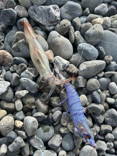 イカの釣果