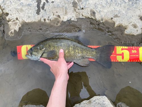 スモールマウスバスの釣果